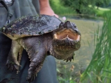 Hot off the Press: Golf Courses as Turtle Habitat